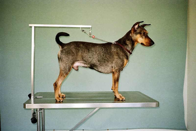 A dog standing calmly on the grooming table