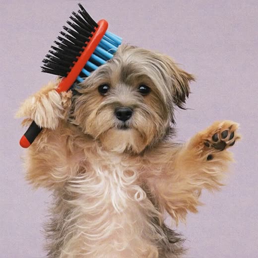 A dog being brushed out